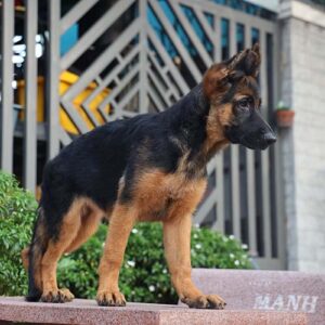 Chó Becgie Đức con màu đen vàng trong bài giá chó Becgie