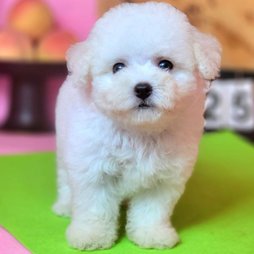 Chó Bichon Frise con màu trắng với bộ lông xoăn dày