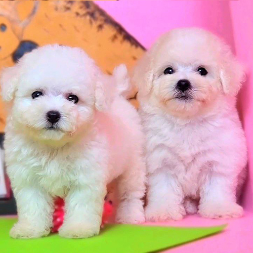 Hai bé chó Bichon Frise con màu trắng, lông xoăn mềm