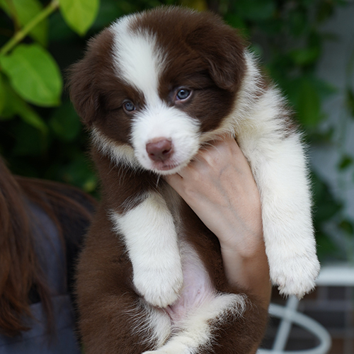 Chó Border Collie con màu nâu đỏ được bế trên tay