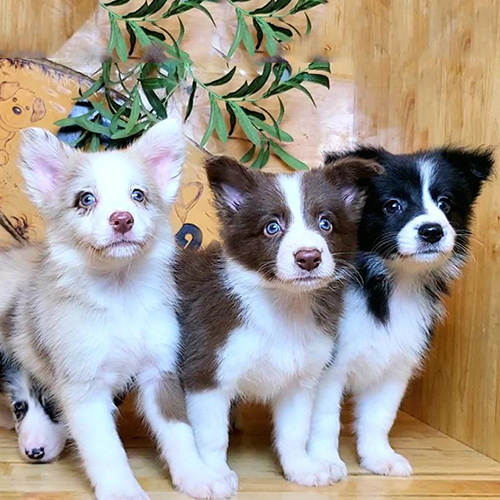 Ba chó Border Collie con nhiều màu lông ngồi cạnh nhau