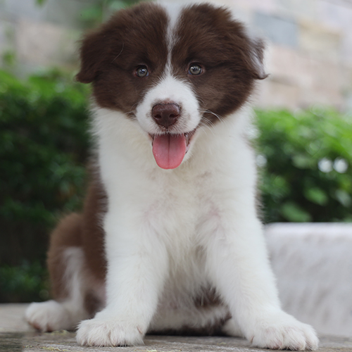 Chó Border Collie con màu nâu đỏ ngồi chính diện