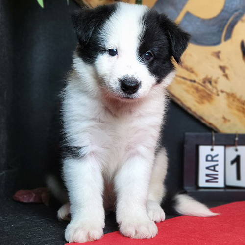 Chó Border Collie con màu đen trắng phù hợp nuôi pet trong gia đình