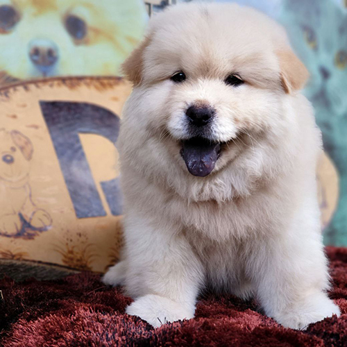 Chó Chow Chow con màu vàng kem có bộ lông dày xù