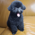 Chó Poodle đen lông xoăn minh họa bài giá chó cảnh