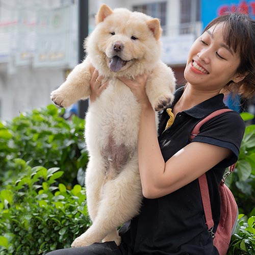 Chó Chow Chow con màu vàng kem được bế ngoài trời