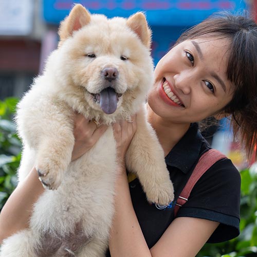 Chó Chow Chow con màu vàng kem được bế ngoài trời
