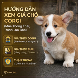 Hướng dẫn xem giá chó Corgi