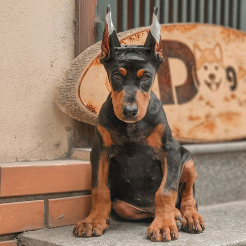 Chó Doberman con màu đen vàng cắt tai trong bài giá chó Doberman 2026