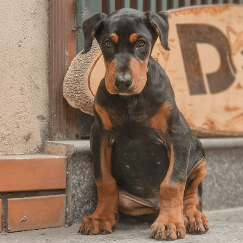 Chó Doberman con màu đen vàng tai cụp tự nhiên trong bài giá chó Doberman
