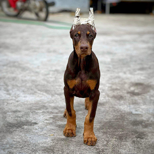Chó Doberman con màu nâu đỏ đang đứng ngoài sân