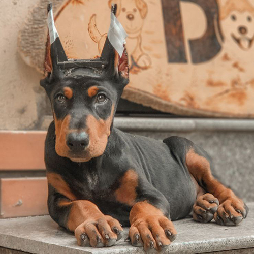 Chó Doberman con màu đen vàng đang dựng tai trong bài giá chó Doberman 2026