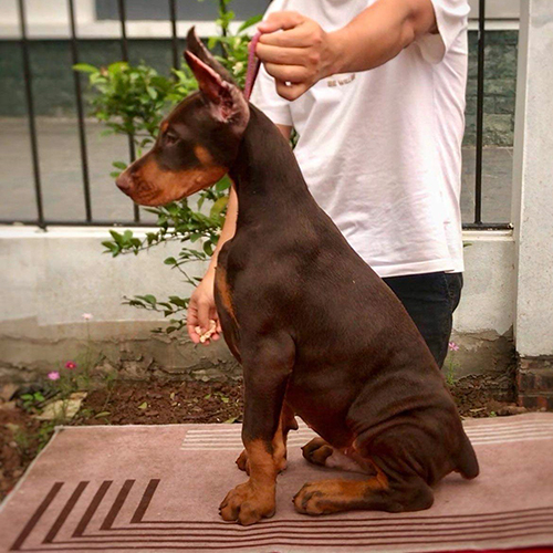 Doberman màu nâu đỏ ngồi nghiêng khoe form dáng trong phần dòng pet show working