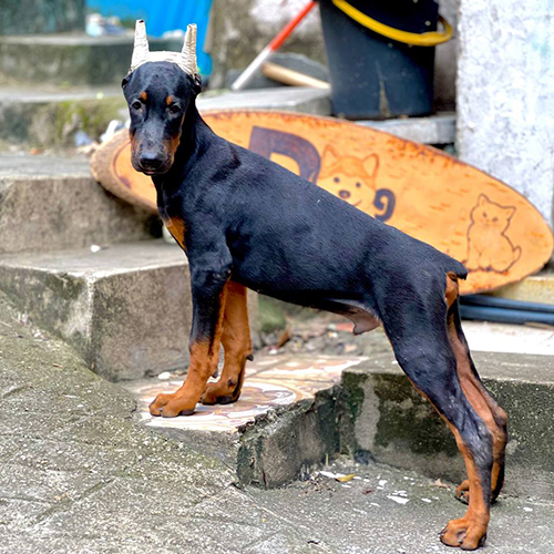 Chó Doberman đực màu đen vàng đứng nghiêng khoe form dáng