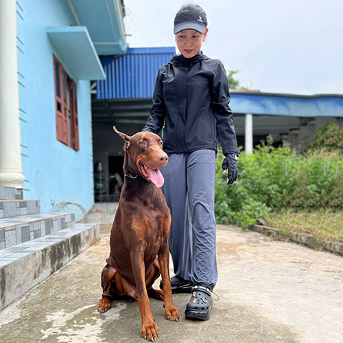 Chó Doberman trưởng thành màu nâu vàng đứng cùng người dắt