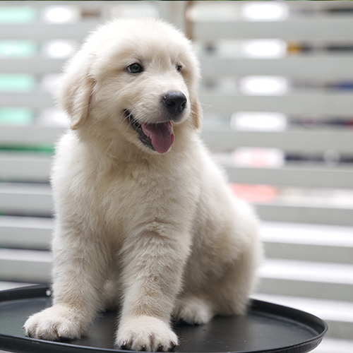 Chó Golden Retriever con 2–3 tháng tuổi minh họa mức giá