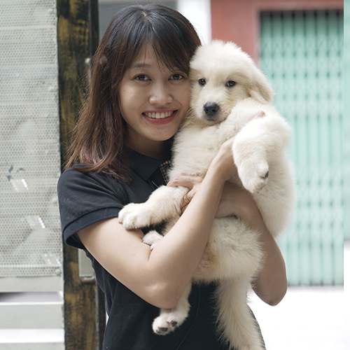 Chó Golden con được bế khi tư vấn chọn bé theo ngân sách