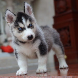 Chó Husky con đen trắng mắt xanh trong bài giá chó Husky 2026