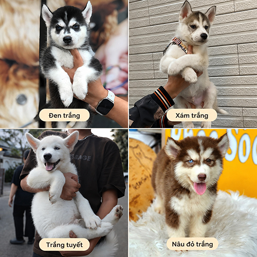 Bảng minh họa 4 màu lông chó Husky phổ biến gồm đen trắng, xám trắng, trắng tuyết và nâu đỏ trắng