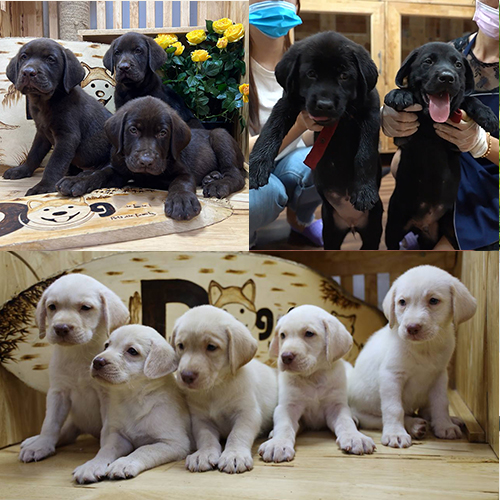 Giá chó Labrador con