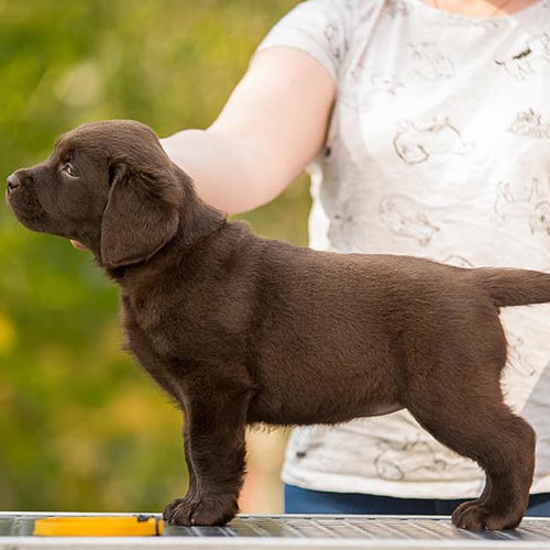 Bé Labrador màu nâu được tạo dáng để quan sát ngoại hình