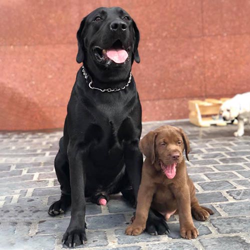 Giá chó Labrador trưởng thành