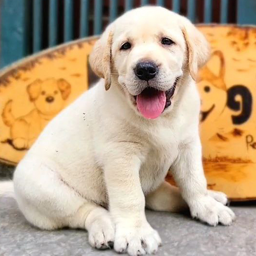 Chó Labrador con màu vàng trong bài giá chó Labrador