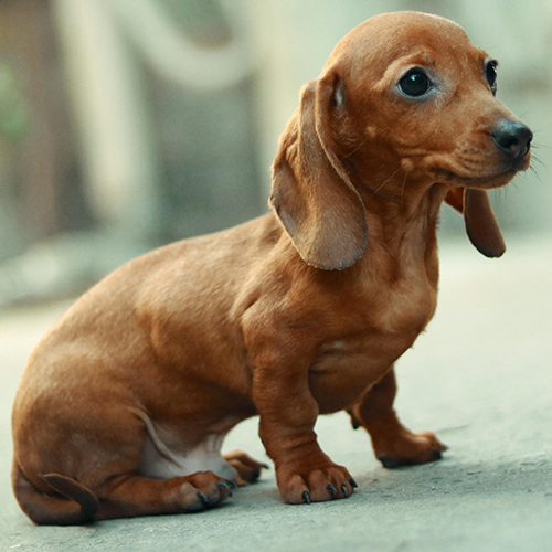 Chó Lạp Xưởng con màu vàng bò tại Chạm Pets