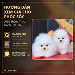 Hướng dẫn xem giá chó Phốc Sóc 2026 với hai bé Phốc Sóc trắng