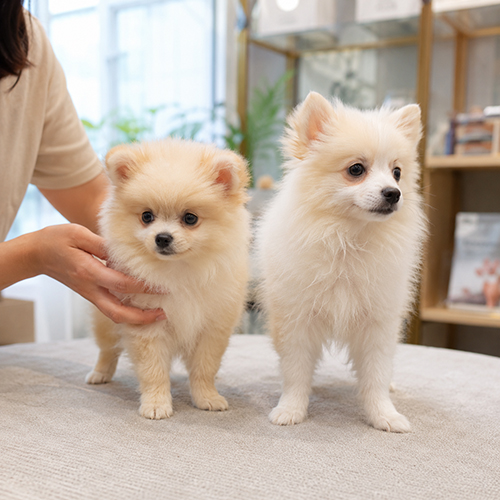Hai bé chó Phốc Sóc lai Nhật màu kem trắng được xem ngoại hình khi chọn mua