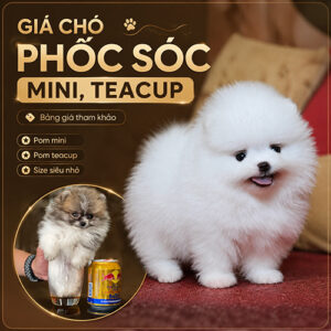 Giá chó Phốc Sóc mini teacup với bé Pom trắng và Pom siêu nhỏ