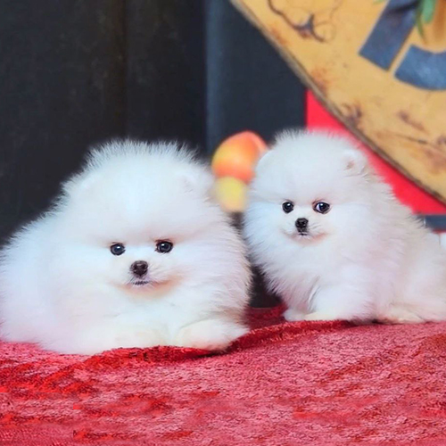 Hai bé chó Phốc Sóc trắng có bộ lông dày bông xù