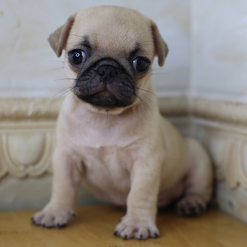 Chó Pug con màu kem khoảng 2 tháng tuổi ngồi trên nền gỗ