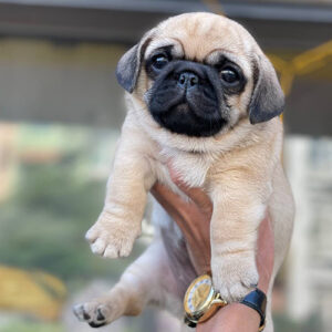 Chó Pug vàng con mặt xệ được bế trên tay