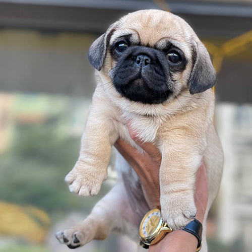 Chó Pug vàng con mặt xệ được bế trên tay