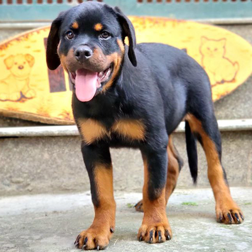 Chó Rottweiler con cái màu đen vàng đứng ngoài sân