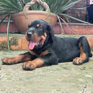 Chó Rottweiler đực màu đen vàng nằm ngoài sân
