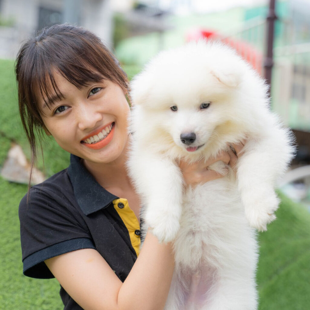 Chó Samoyed con lông trắng được bế trực tiếp, minh họa bảng giá chó Samoyed