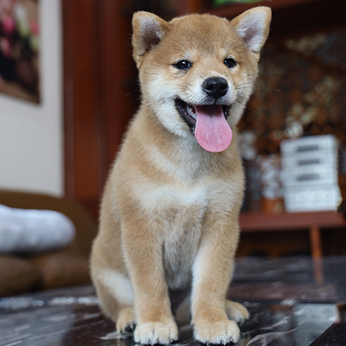 Chó Shiba Inu con màu vàng đỏ trong bài giá chó Shiba Inu 2026