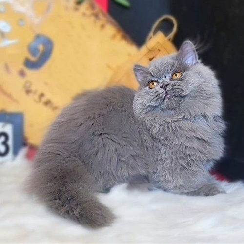 Mèo Munchkin lông dài xám xanh cái 2 tháng tuổi, chân ngắn và đuôi xù