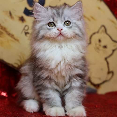Mèo Anh lông dài silver tabby bicolor 2 tháng tuổi, lông dày và mặt tròn