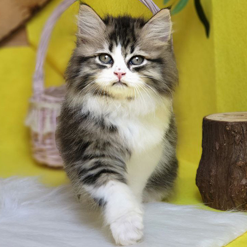 Mèo Anh lông dài tabby bicolor, lông vằn xám trắng và đuôi dài