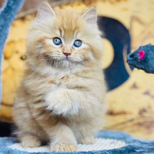 Mèo Anh lông dài vàng red tabby, lông dày và mắt xanh