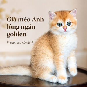 Ảnh đại diện bài giá mèo Anh lông ngắn golden
