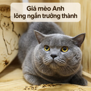 Ảnh đại diện bài giá mèo Anh lông ngắn trưởng thành