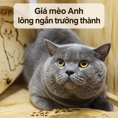Ảnh đại diện bài giá mèo Anh lông ngắn trưởng thành