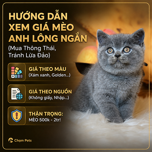 Ảnh đại diện bài giá mèo Anh lông ngắn với mèo British Shorthair xám xanh