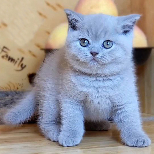 Mèo Anh lông ngắn con màu lilac, mặt tròn và mắt sáng