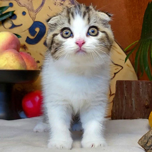 Mèo tai cụp con 2 tháng màu tabby bicolor, mặt tròn và mắt sáng