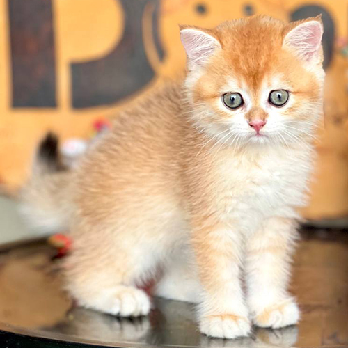 Mèo Golden ny12 màu sáng lông dày